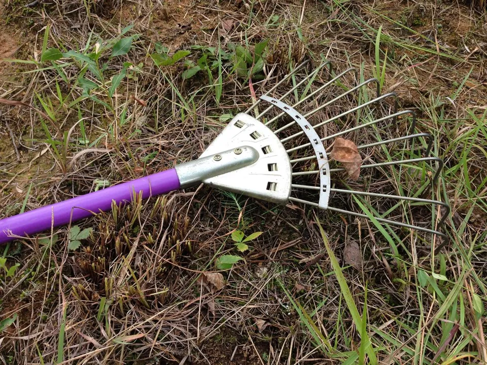 A purple-handled dethatching rake lies on a patch of grass and soil.
