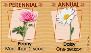 Green-thumb Basics: Difference Between Annual and Perennial Plants