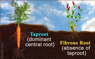 A diagram comparing a carrot's taproot system to a grass plant's fibrous root system in soil against a blue sky.