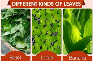 Here are the Different Kinds of Leaves You May Not be Aware Of