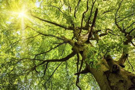 Different Kinds of Plants You Absolutely Had No Clue About