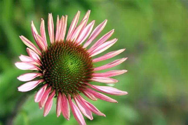 A close-up of a pink coneflower with a spiky green and brown center against a soft green background.