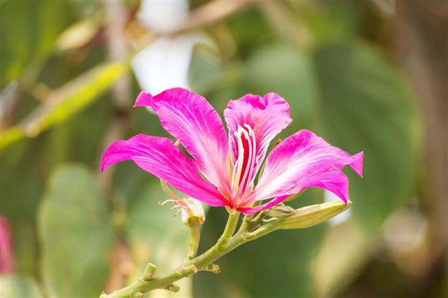 An In-depth Classification of the Different Types of Flowers