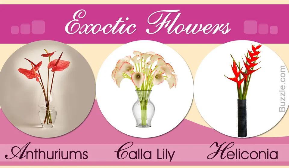 Three vases holding red Anthuriums, cream Calla Lilies, and red Heliconia arranged in circular frames on a pink background.