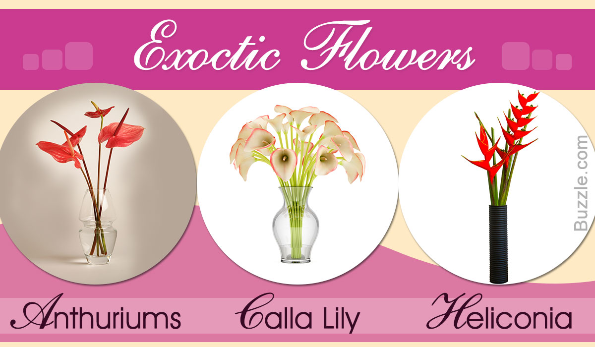 List of Different Types of Exotic Flowers With Exquisite Visuals