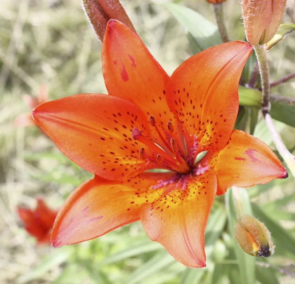 A vibrant orange lily with dark spots and yellow center blooming in a garden among green foliage.