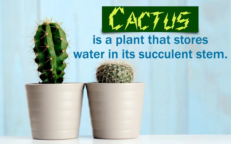 Two potted cacti, one tall and one round, sit on a white surface against a light blue background.