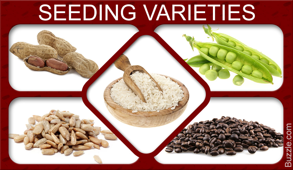 Confused About the Different Types of Seeds? You are Not Alone