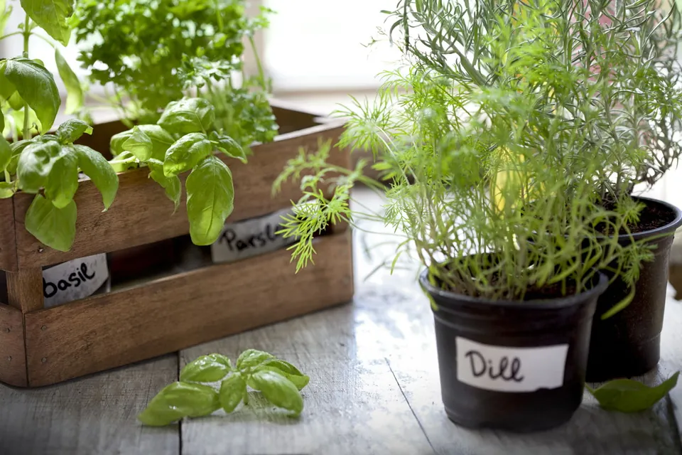 A wooden crate holding basil and parsley sits beside pots of dill and rosemary on a rustic wooden surface.