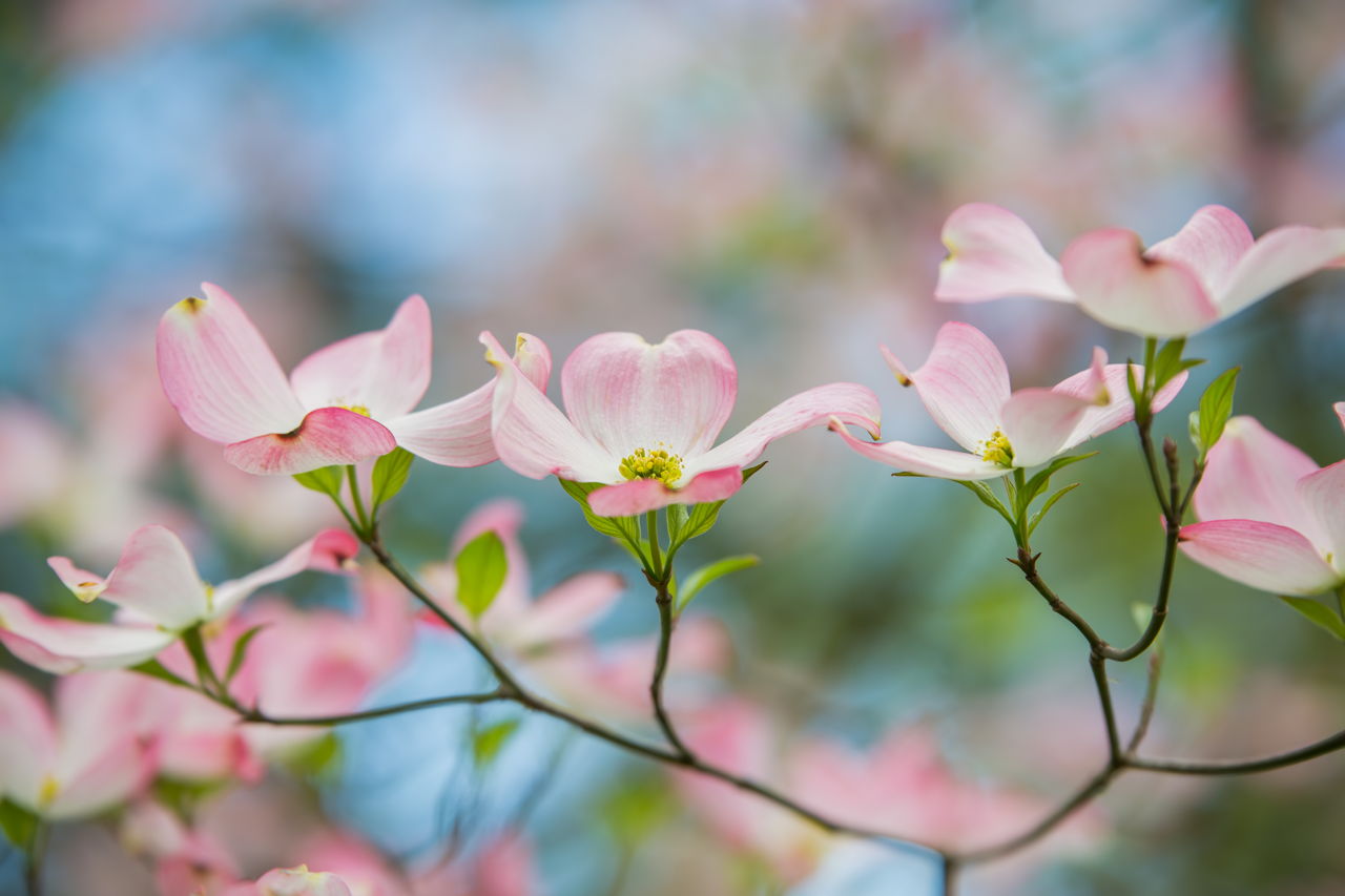 Dogwood Flower