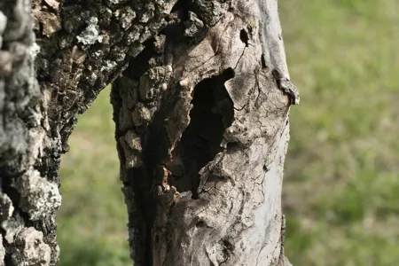 A close-up of a weathered tree trunk with rough bark, lichen, and a large dark cavity against a blurred green background.