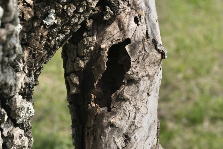 Dogwood Trees are Prone to These Diseases and Problems