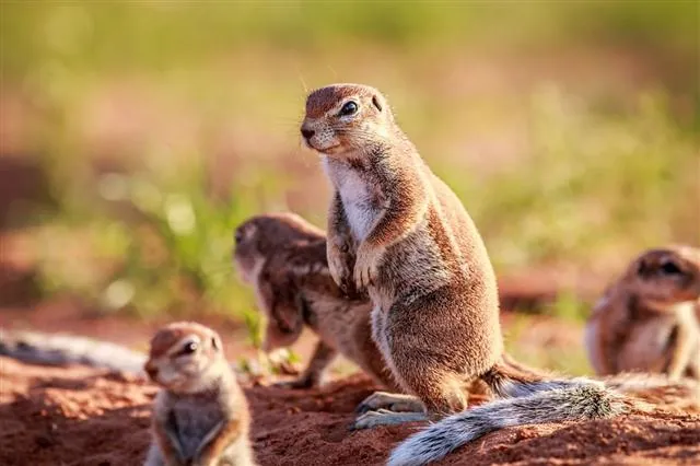 A group of ground squirrels standing on reddish dirt with a blurred green background.