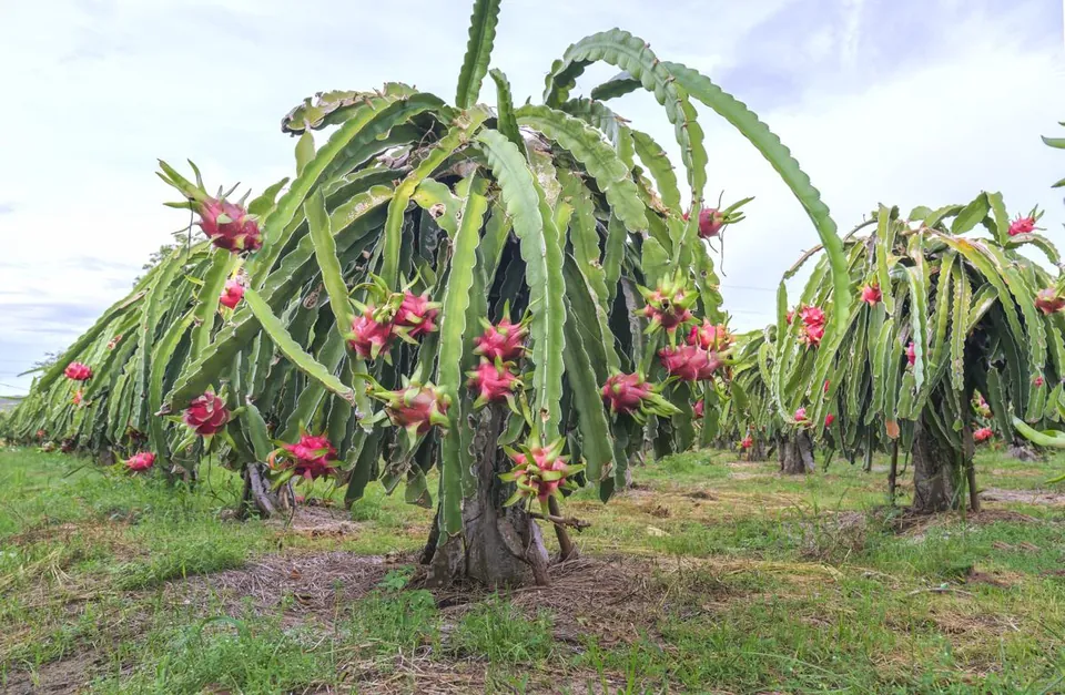 Rows of dragon fruit cacti with vibrant pink fruits growing in a grassy field under a cloudy sky.