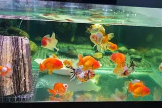 Goldfish swimming in an aquarium with a wooden log and green aquatic plants.