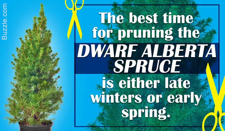 A potted Dwarf Alberta Spruce tree stands on the left against a blue background with text about pruning and yellow scissors.