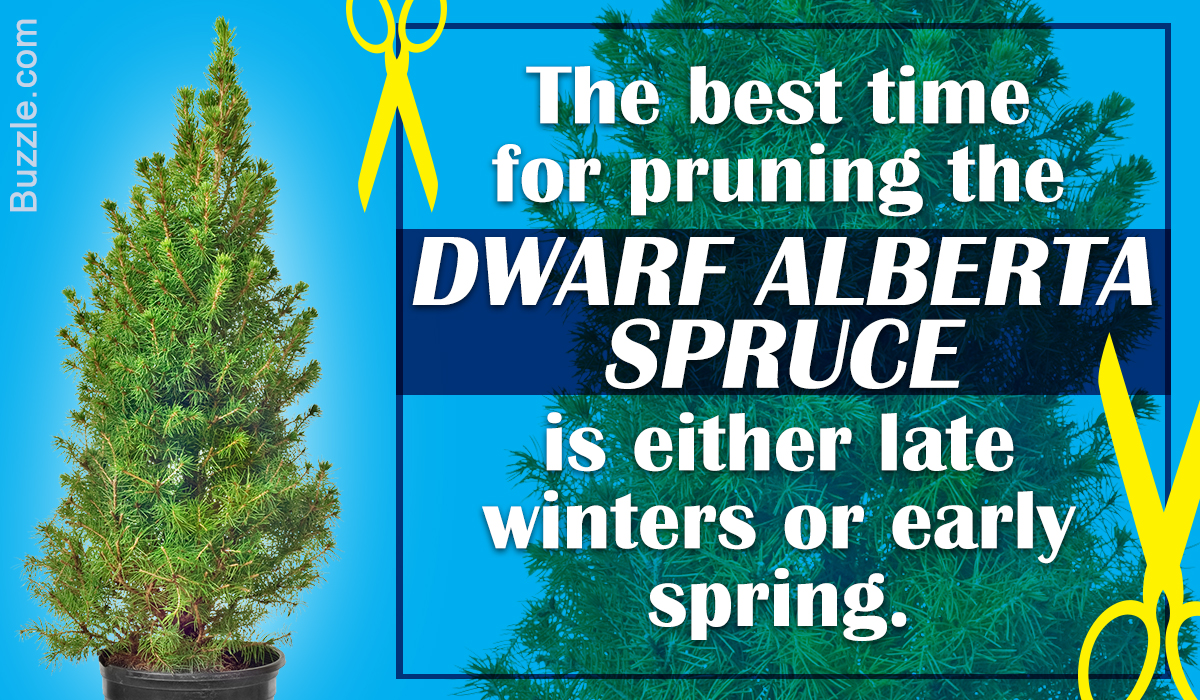A Quick Rundown on Dwarf Alberta Spruce Care