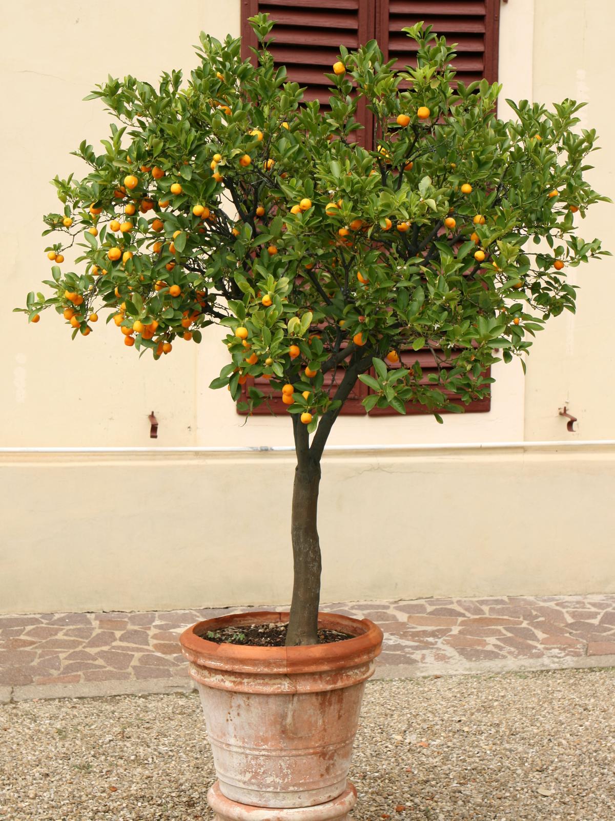 Dwarf Fruit Trees