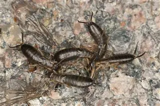 Several dark earwigs are clustered together on a speckled granite rock surface.