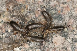 Insanely Enchanting Facts About Earwigs