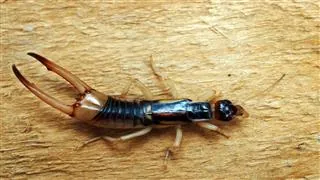 A close-up of an earwig with large pincers resting on a light wooden surface.