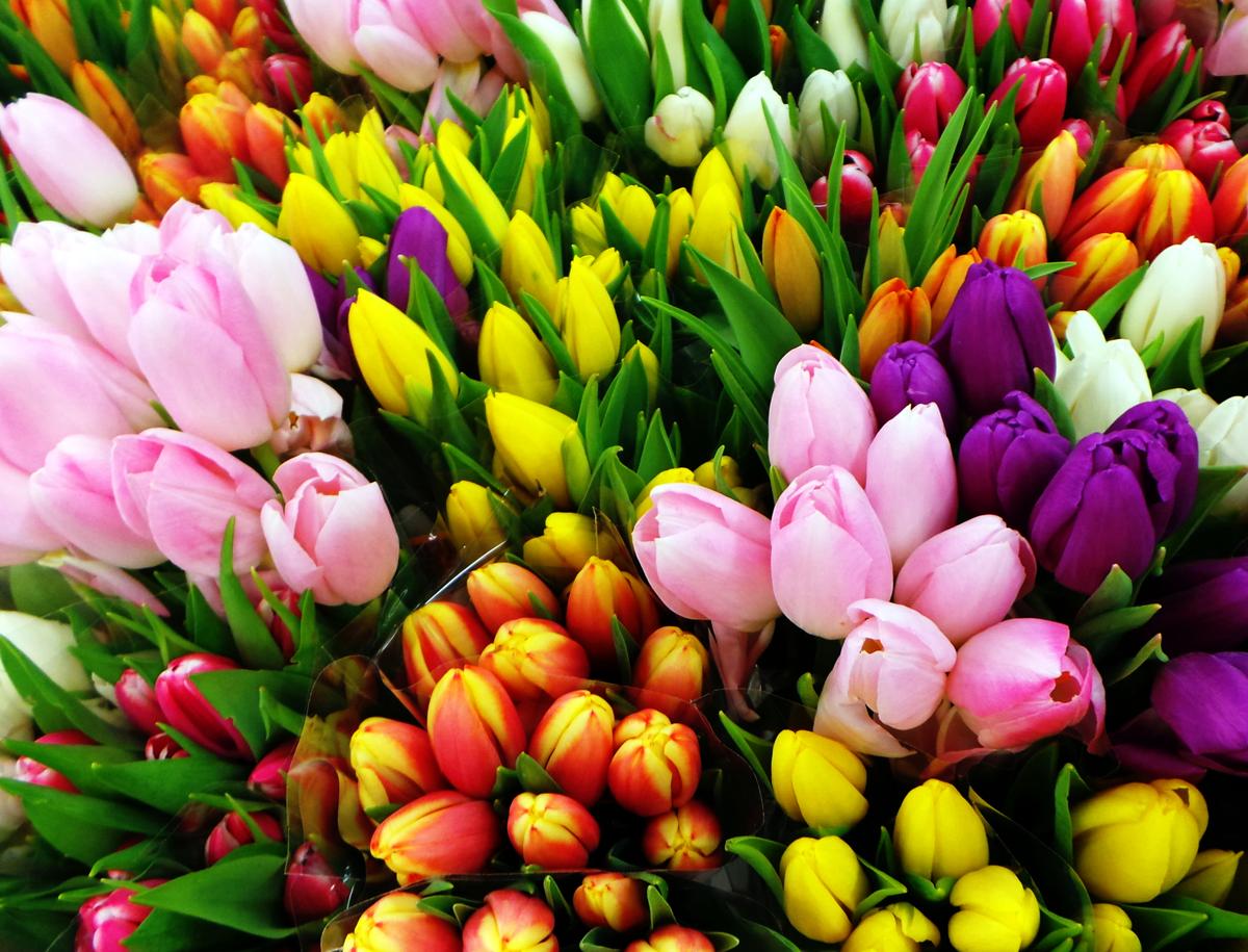 A List of Edible Flowers That Will Leave You Amazed