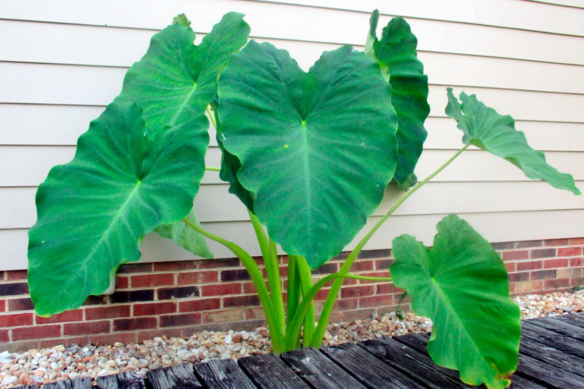 Elephant Ear Plant Care