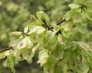Crucial Pointers That Help in Correct Identification of the Elm Tree
