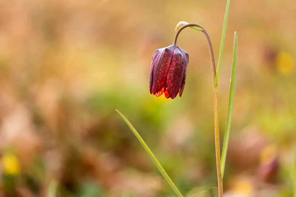 A dark red speckled fritillaria flower drooping on a thin stem in a blurred natural field.