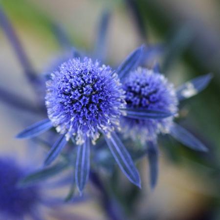 Profile and Varieties of the Ultimately Beautiful Eryngium Plant