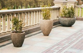 Plant These Evergreen Hedging Trees to Ensure Complete Privacy