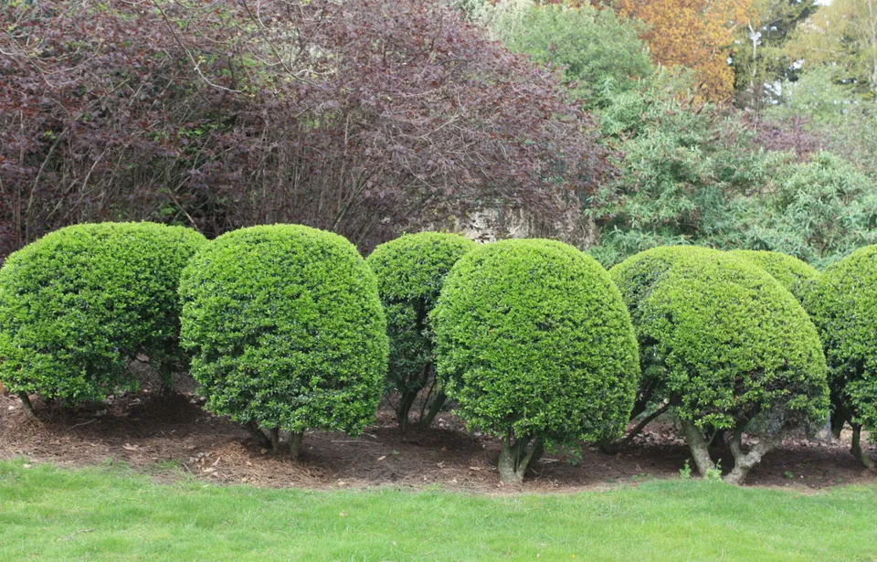Neatly trimmed, rounded green shrubs form a hedge in a garden bed backed by taller reddish-brown bushes.