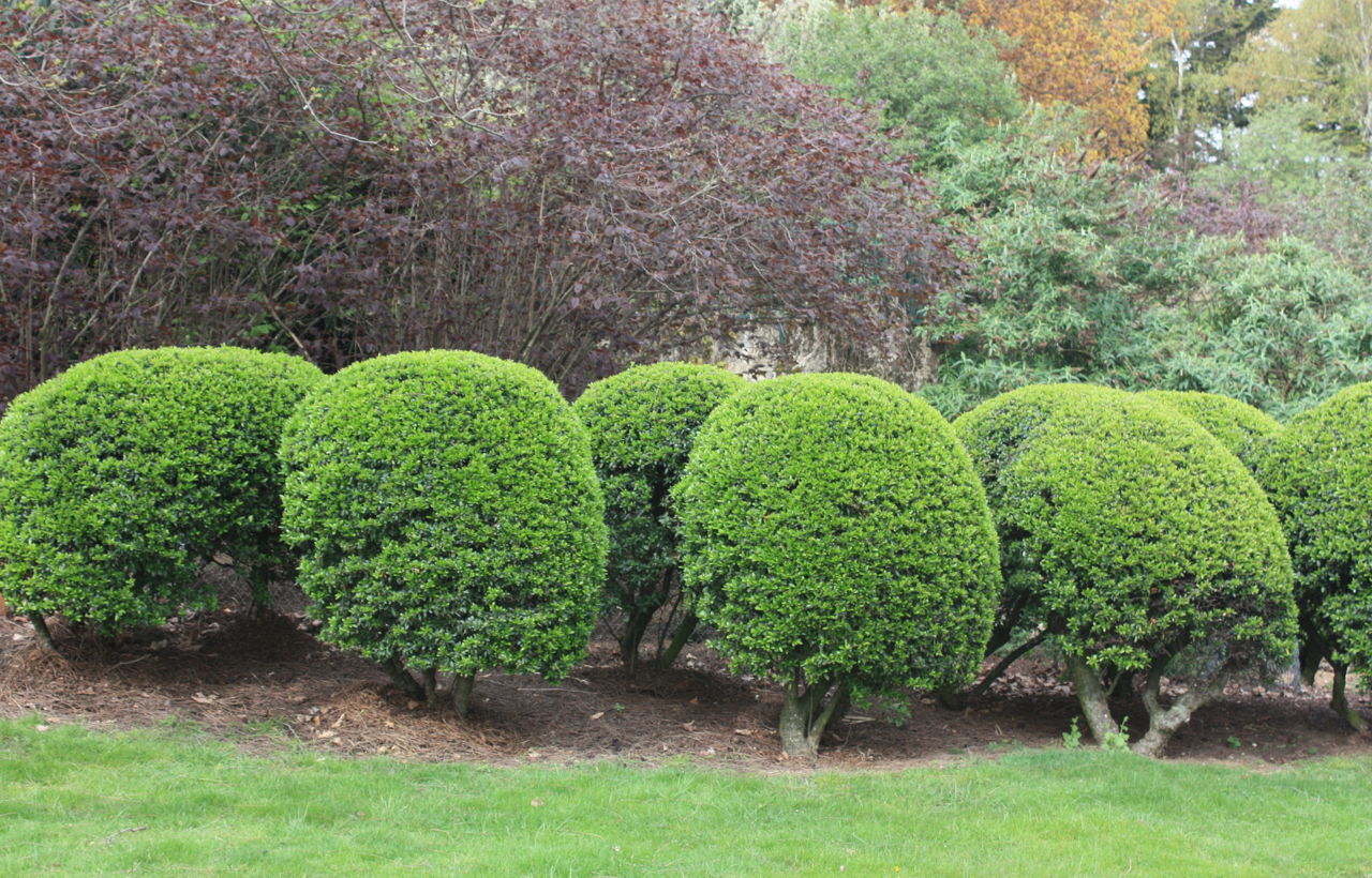 Evergreen Shrubs And Hedges You'll Want to Grow in Your Garden
