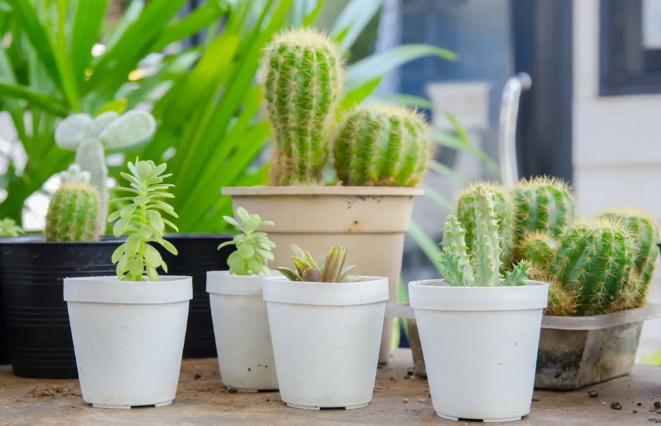 Various potted cacti and succulents in white, black, and beige containers arranged on a wooden surface outdoors.