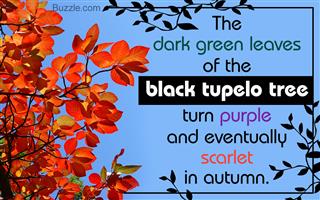 Fantastic Facts About Black Tupelo Trees