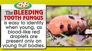A Bleeding Tooth Fungus mushroom with red droplets on its cap, growing among fallen leaves and green foliage.