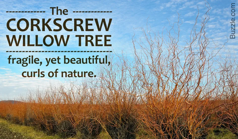 A field of leafless corkscrew willow trees displaying their signature twisted orange branches against a blue sky.