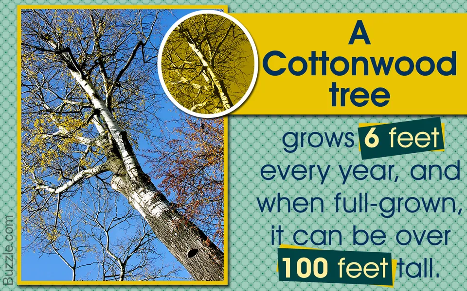 A tall cottonwood tree with white bark and sparse yellow leaves reaches up against a clear blue sky.