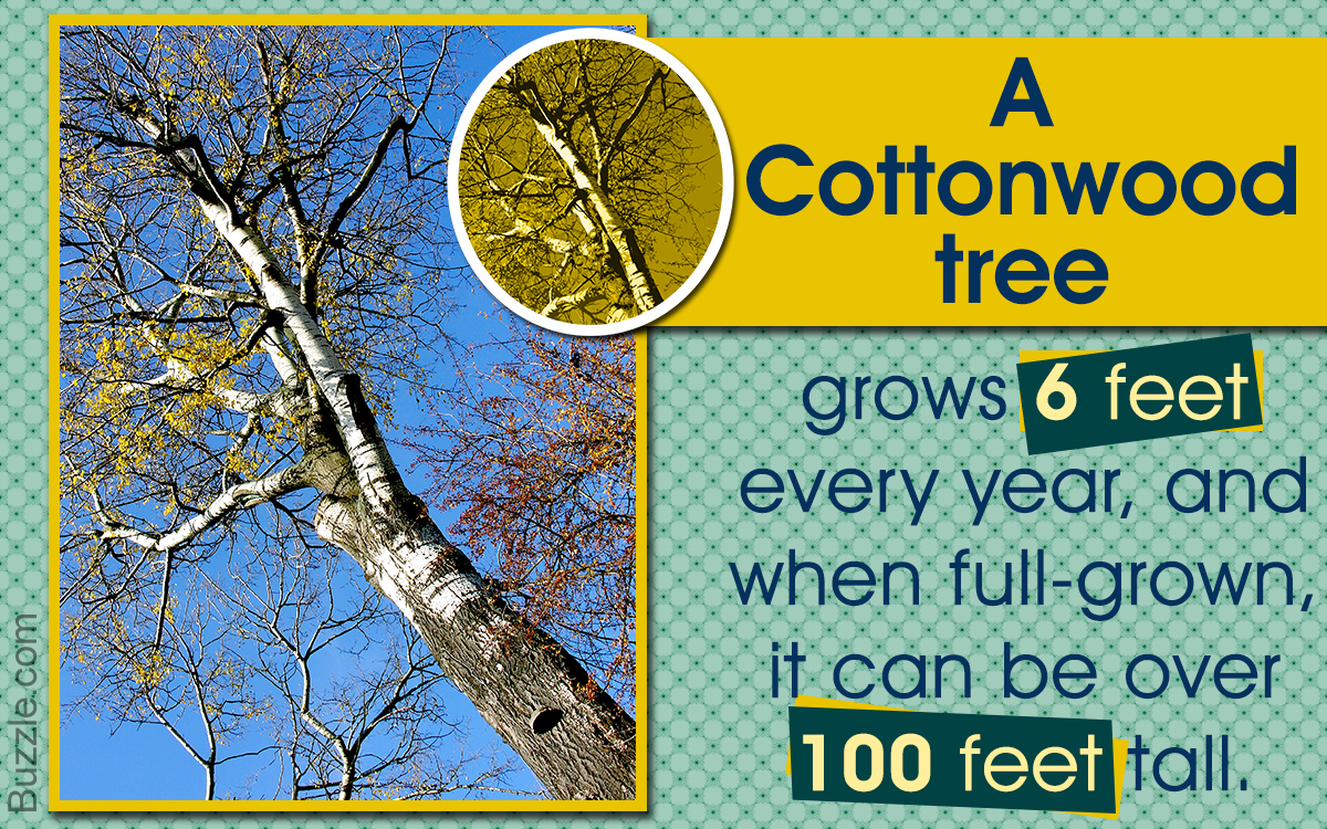 Facts About Cottonwood Trees
