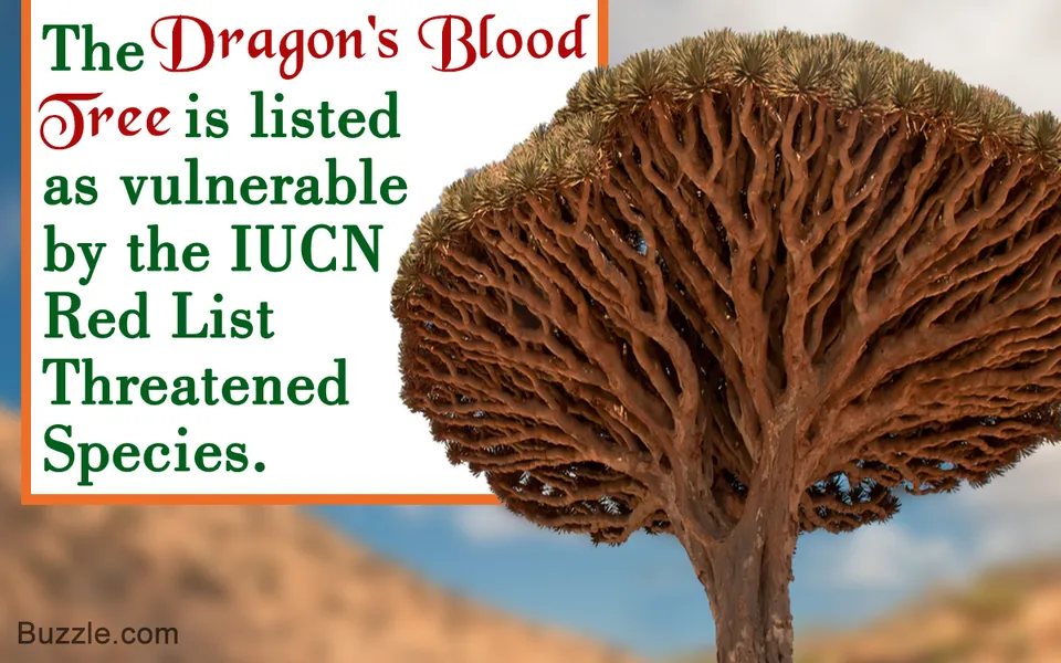 Astonishing Facts About Dragon's Blood Tree (Dracaena cinnabari)