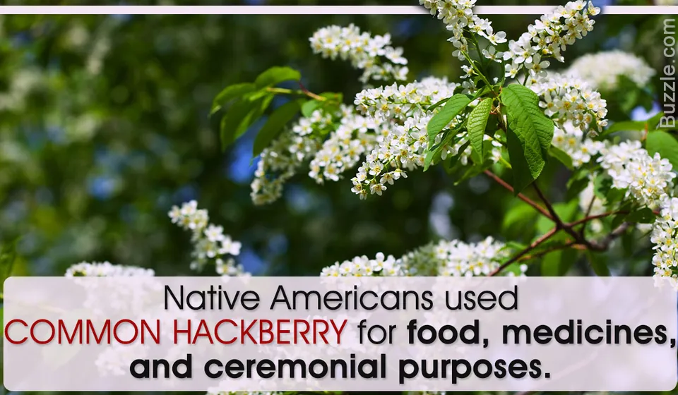 Wonderful Facts About the Hackberry Tree You Shouldn't Miss