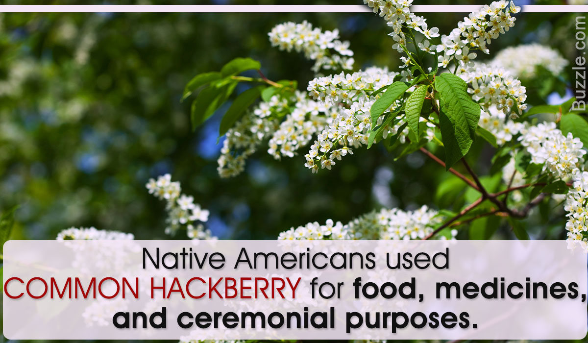 Wonderful Facts About the Hackberry Tree You Shouldn't Miss