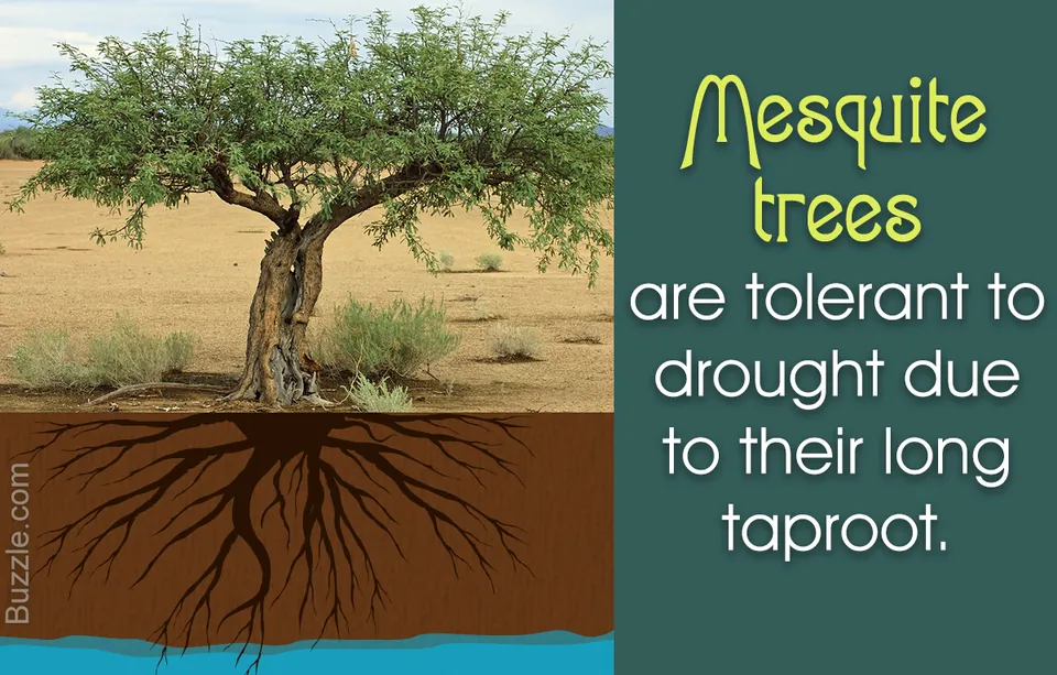 12 Really Amazing Facts About Mesquite Trees