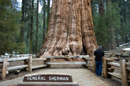 Facts About Sequoia Trees (Giant Redwood) With Amazing Pictures