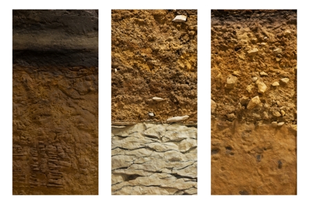 These Facts About the Soil Will Make You Marvel at its Importance