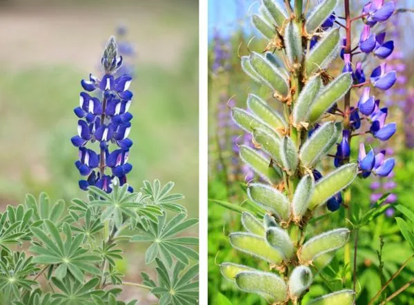 A bluebonnet flower spike with blue petals and green leaves stands in a field next to a close-up of fuzzy green seed pods.