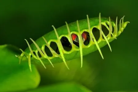 A close-up of a green Venus Flytrap trap with long spines and visible red inner glands against a blurred green background.