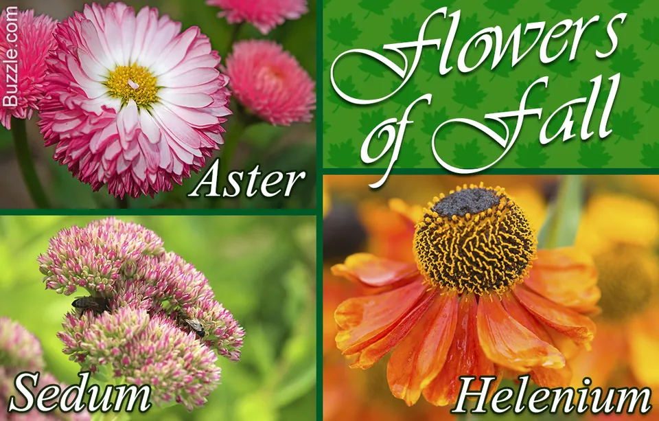 A collage of pink Asters, Sedum, and orange Helenium flowers next to a green graphic titled Flowers of Fall.