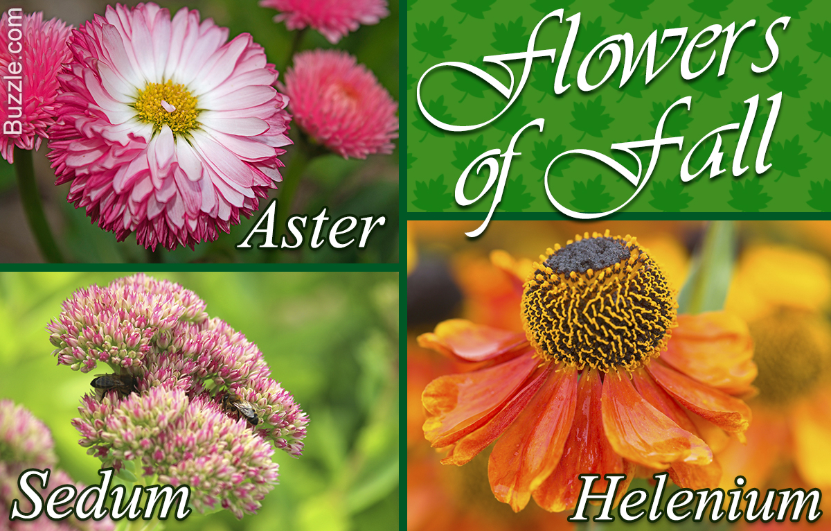 Here are Some of the Most Strikingly Vivid Fall Flowers in Season