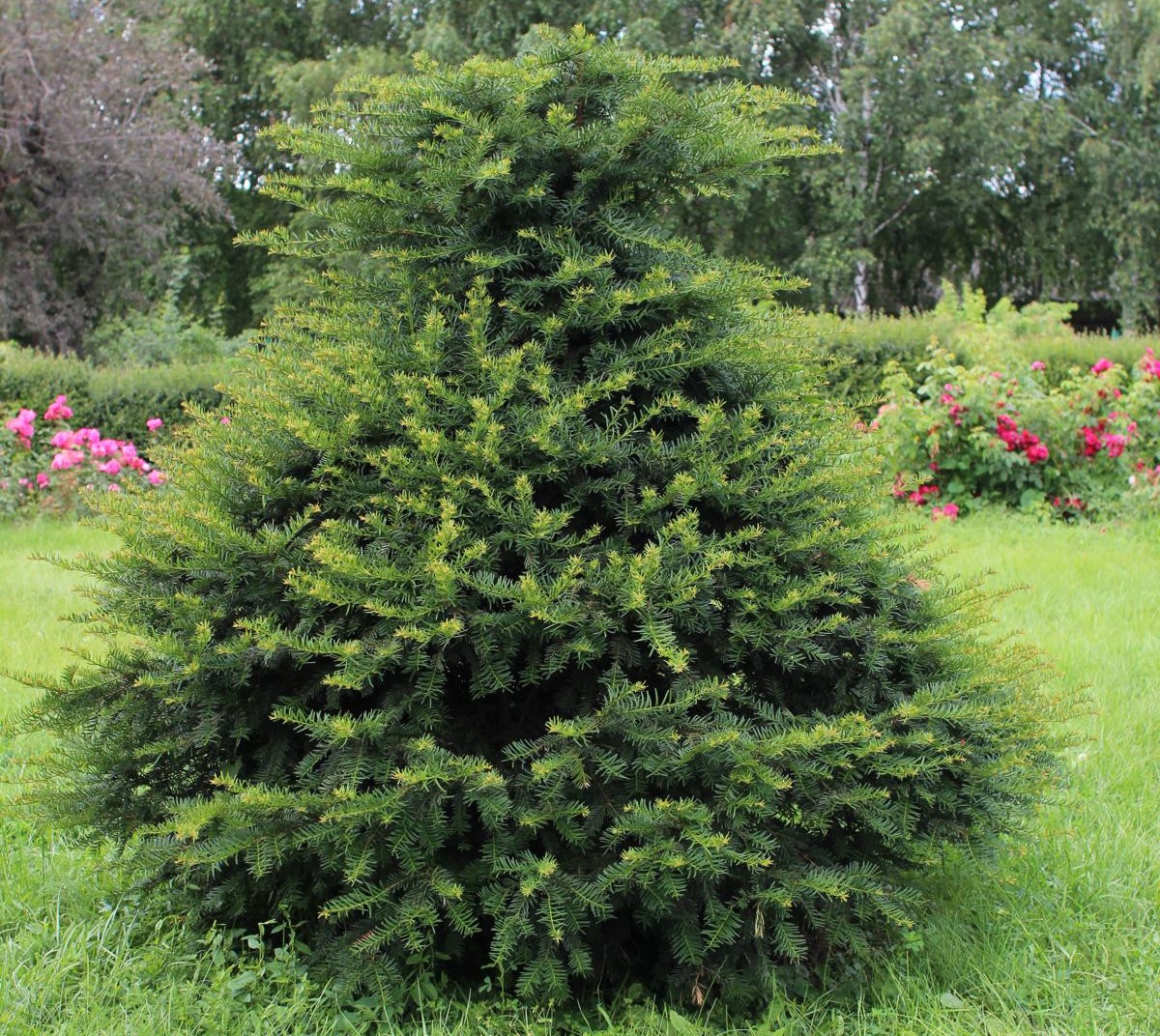 Fast Growing Shrubs